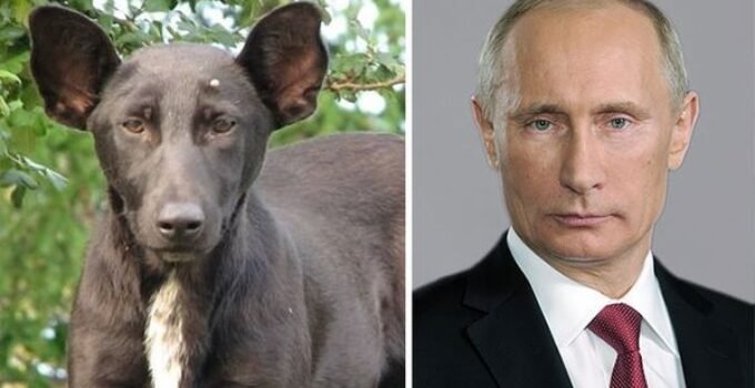 TOP 10 chiens qui ressemblent à quelqu’un d’autre!